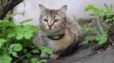 Gri şaşı komik kedi giyen yaka açık yeşil çim asfalt 