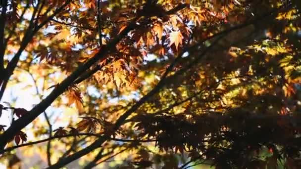 Fondo de otoño hermoso árbol de arce rojo follaje amarillo — Vídeos de Stock