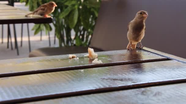 Sparrow bird flying eating bread pieces cafe table summer — Stock Video