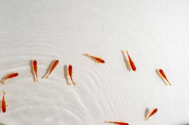 Beyaz arka planda yüzme goldfish