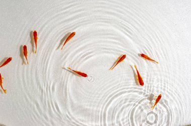 Beyaz arka planda yüzme goldfish