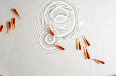 Beyaz arka planda yüzme goldfish