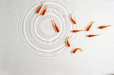 Beyaz arka planda yüzme goldfish