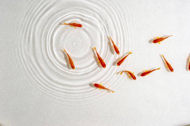 Beyaz arka planda yüzme goldfish