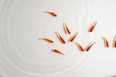 Beyaz arka planda yüzme goldfish