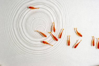 Beyaz arka planda yüzme goldfish