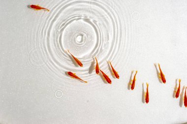 Beyaz arka planda yüzme goldfish