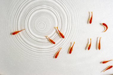 Beyaz arka planda yüzme goldfish