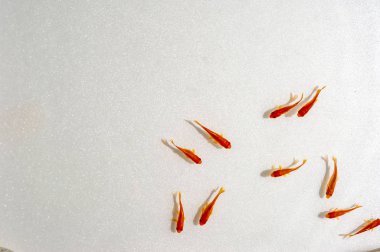 Beyaz arka planda yüzme goldfish