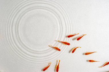 Beyaz arka planda yüzme goldfish