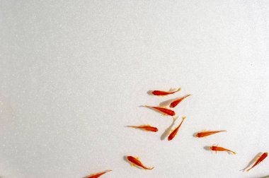 Beyaz arka planda yüzme goldfish