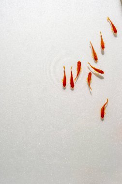 Beyaz arka planda yüzme goldfish