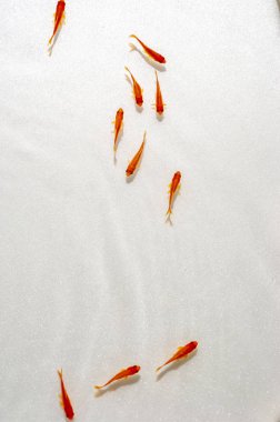 Beyaz arka planda yüzme goldfish