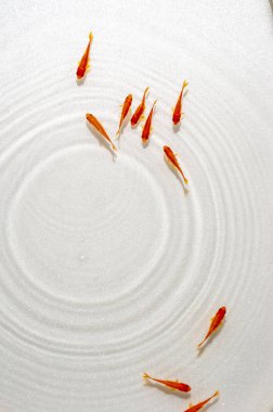 Beyaz arka planda yüzme goldfish