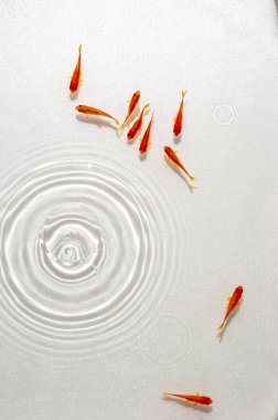 Beyaz arka planda yüzme goldfish