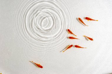 Beyaz arka planda yüzme goldfish