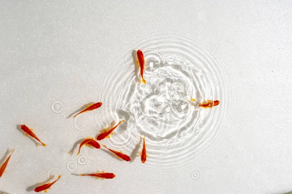 Beyaz arka planda yüzme goldfish