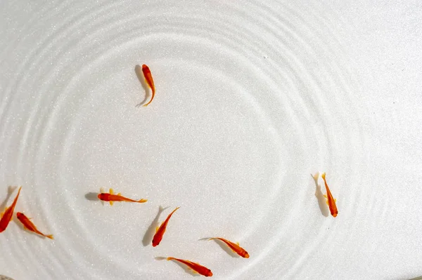 Beyaz arka planda yüzme goldfish