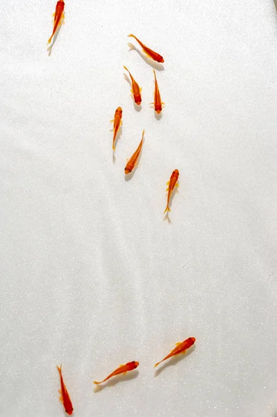 Beyaz arka planda yüzme goldfish