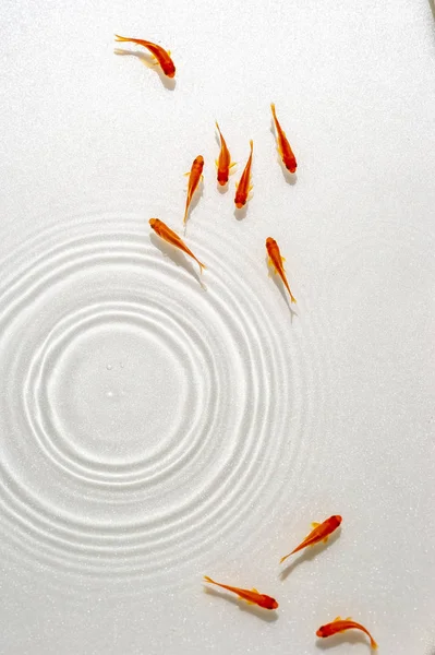 Beyaz arka planda yüzme goldfish