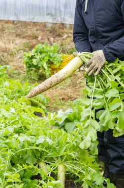 Turp alanındaki hasat