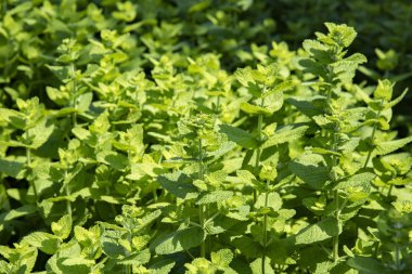 Güzel kokulu nane alan