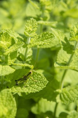 Güzel kokulu nane alan