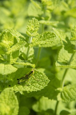 Güzel kokulu nane alan