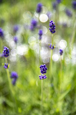 Hokkaido lavantasının açtığı bir çiçek bahçesi.