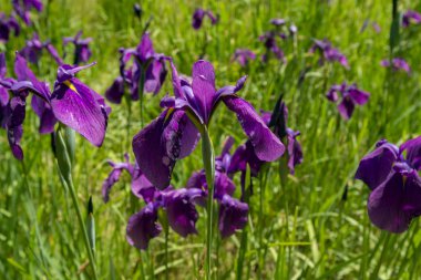 Hangi süsen Hokkaido çiçek çiçek bahçesinde