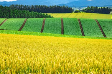 Hokkaido Japonya 'da güzel bir tarım alanıdır.