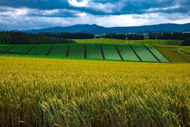 Hokkaido Japonya 'da güzel bir tarım alanıdır.