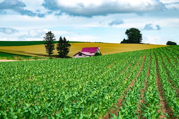 Hokkaido Uma Bela Área Agrícola Japão — Fotografia de Stock