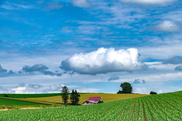 Hokkaido Ist Ein Schönes Landwirtschaftliches Gebiet Japan — Stockfoto