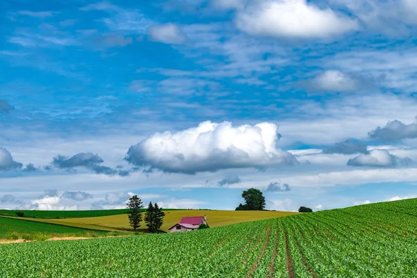 Hokkaido Ist Ein Schönes Landwirtschaftliches Gebiet Japan — Stockfoto