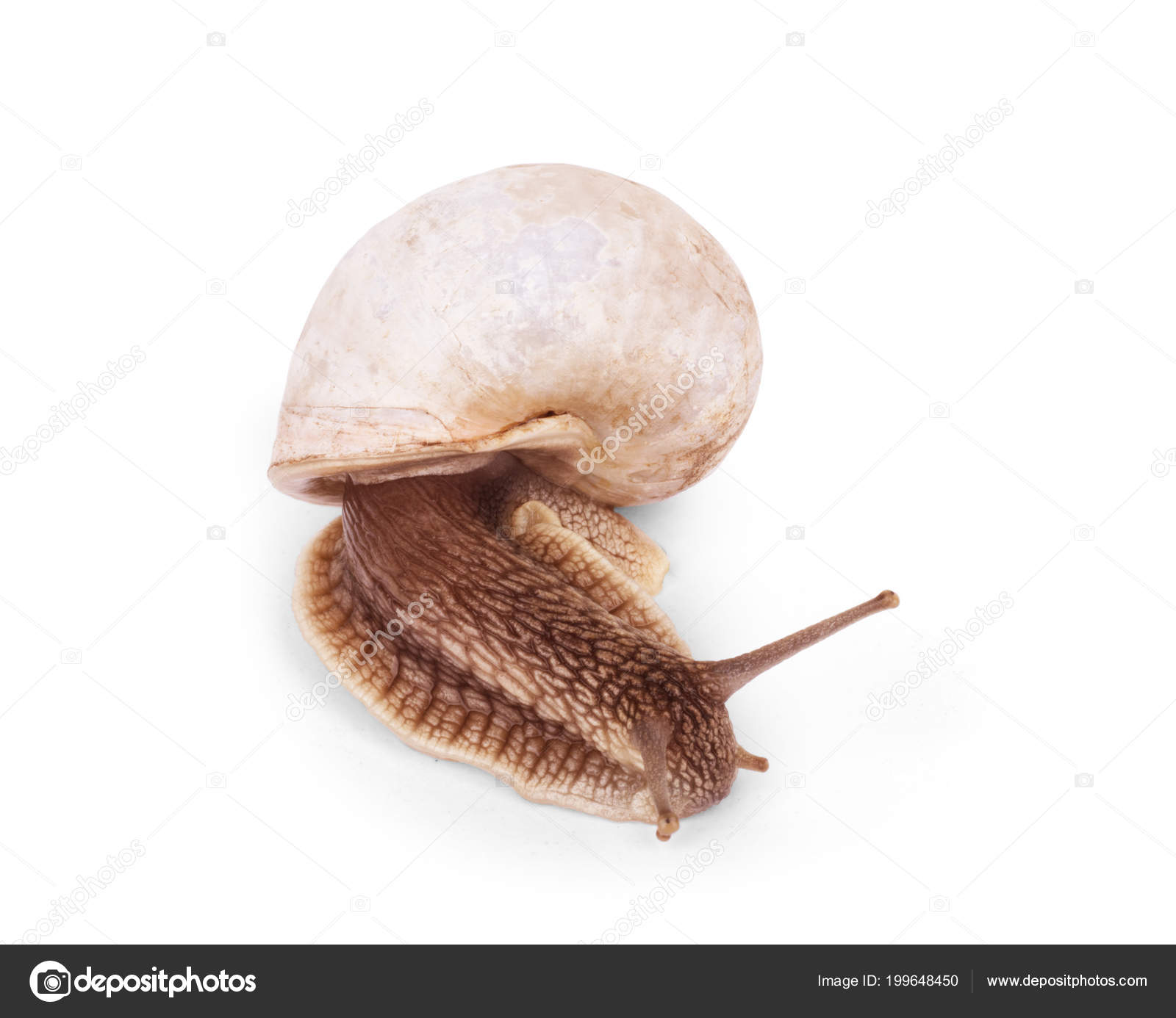 Snails Face Face White Background Stock Photo by 199648450