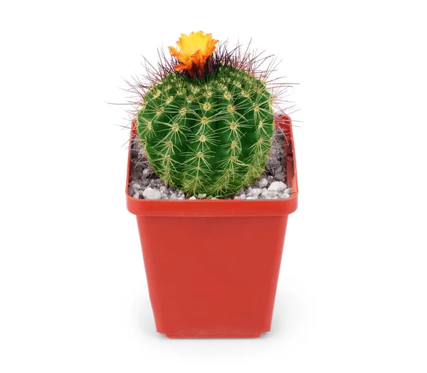 Cactus Isolated White Background — Stock Photo, Image