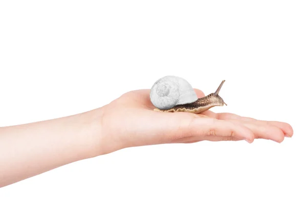 Schnecke Der Hand Eines Kindes Auf Weißem Hintergrund — Stockfoto