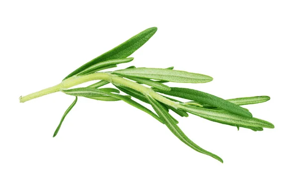 Rosemary Branch White Background — Stock Photo, Image