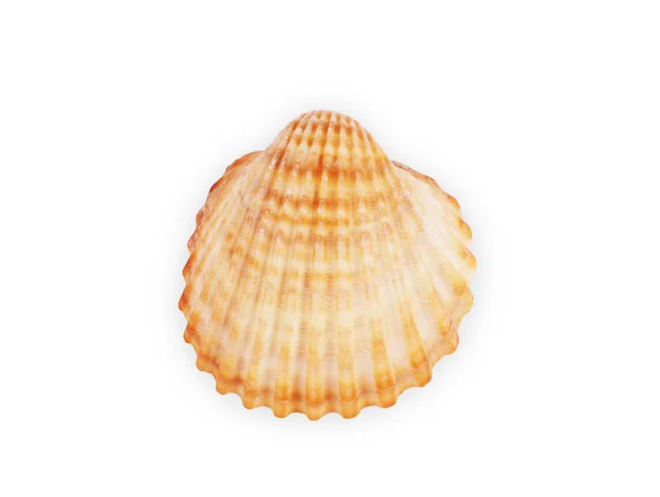 行の貝殻 白い背景に分離 — ストック写真