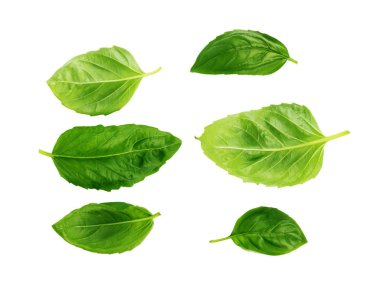 Fesleğen. Fesleğen yaprak yalıtmak. Collection.Set