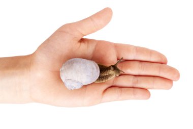 Beyaz arka plan üzerinde elinde salyangoz