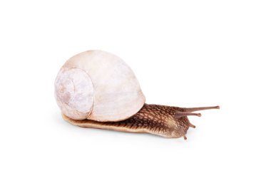 Bahçedeki salyangoz bembeyaz.