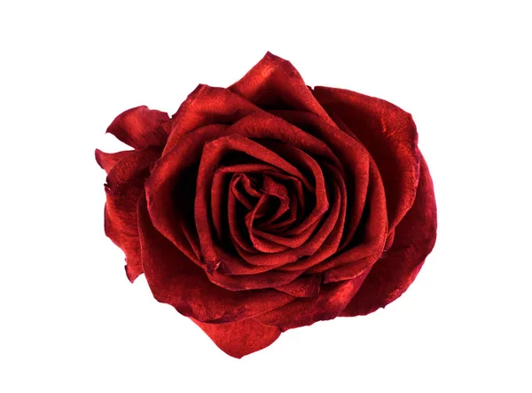 Rose Rouge Sur Fond Blanc — Photo