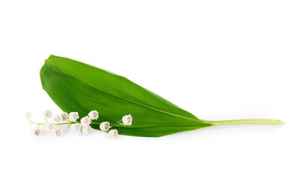 Lirio Del Valle Con Hoja Sobre Fondo Blanco — Foto de Stock