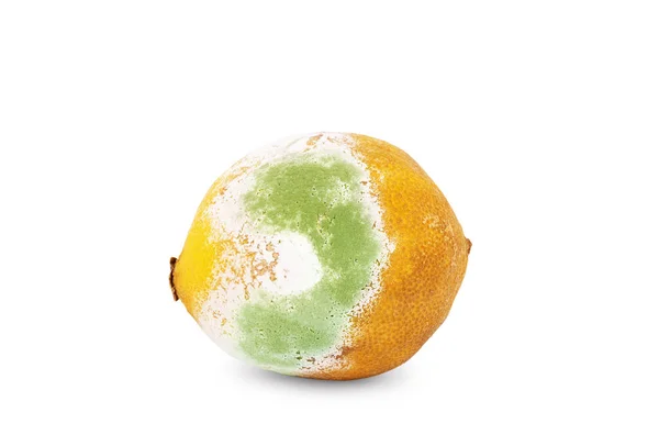 Зеленый заплесневелый лимон, лимонные цитрусовые на белом фоне — стоковое фото