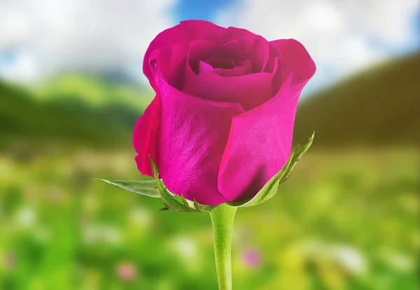 Rose rose sur fond de nature — Photo