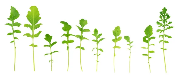 Set of arugula leaves on white background — Stock Photo, Image