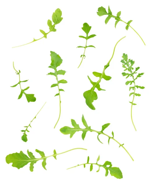 흰색 바탕에 arugula 잎의 집합 — 스톡 사진