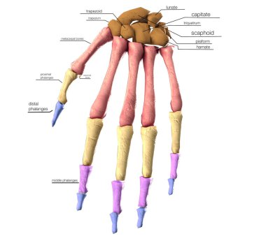 el kemikleri tıbbi doğru 3d illüstrasyon